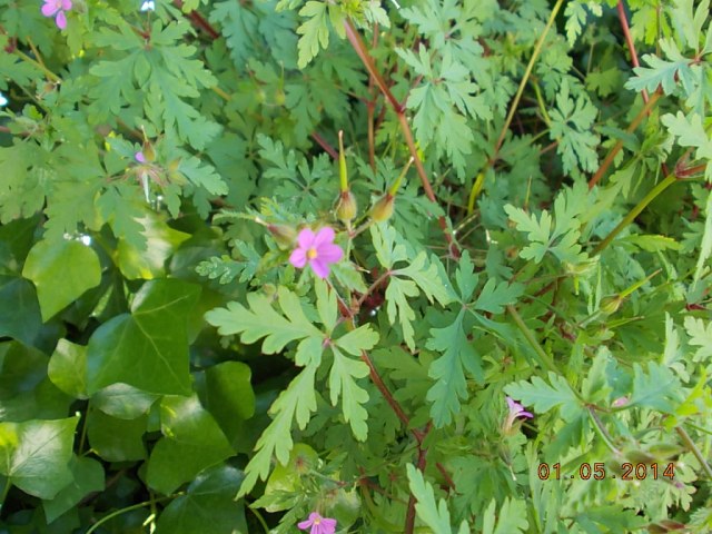 Erva de São Roberto