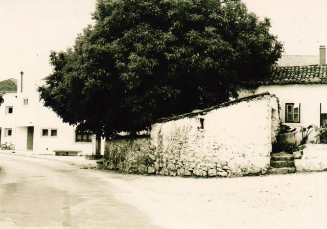 Nogueira Grande no Largo do Posto Médico Palheiro velho em pedra e degraus em pedra