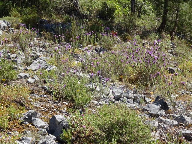 Rosmaninho no penedo da aveia