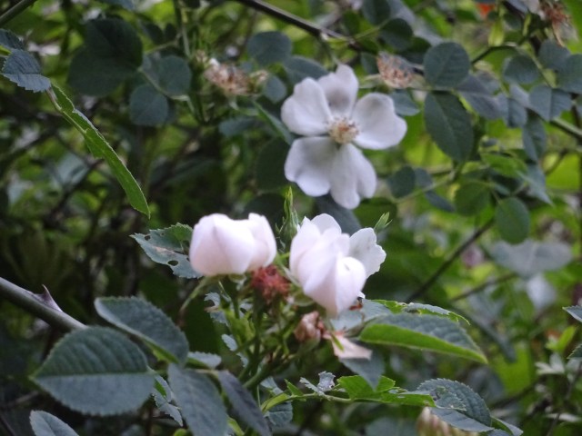 Roseira Selvagem (3)