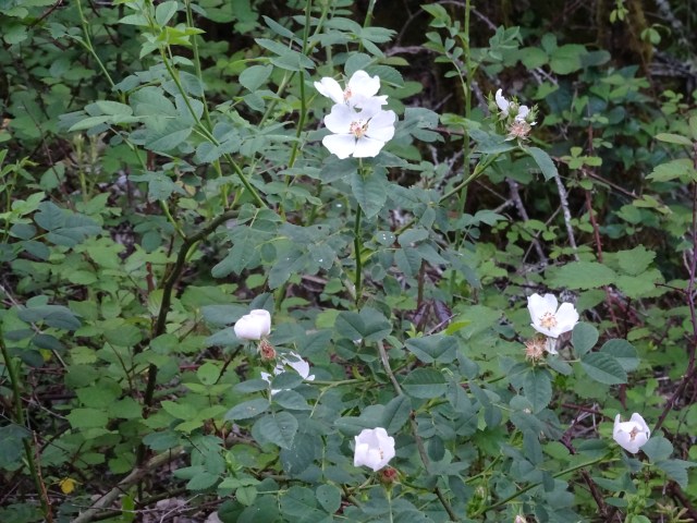 Roseira Selvagem (4)